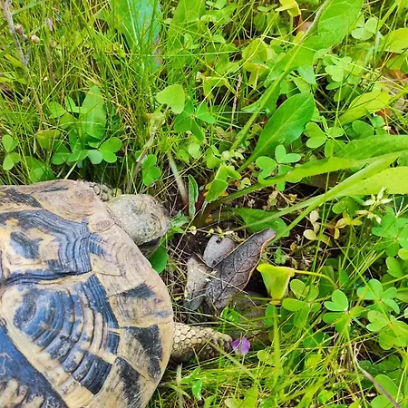 Maison Dora Apartment