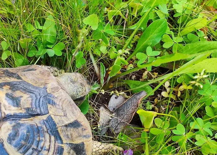 Maison Dora Appartamento